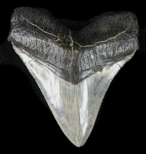 Serrated, Megalodon Tooth - South Carolina #49192